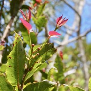 Syzygium cymosum .Bois de pomme rouge.( jeunes feuilles rougeâtres et boutons floraux )myrtaceae.endémique Réunion Maurice..jpeg